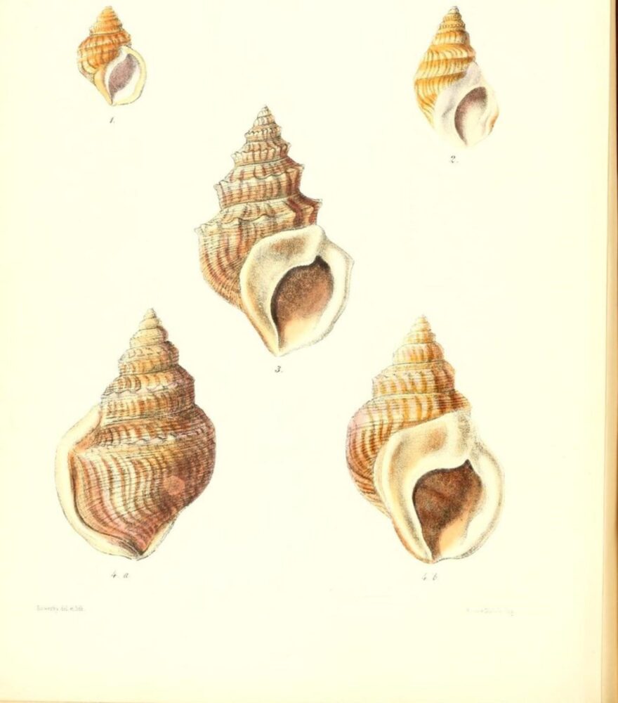 クリーム色地に巻貝が５つ、サイの目に並んでいるイメージ画