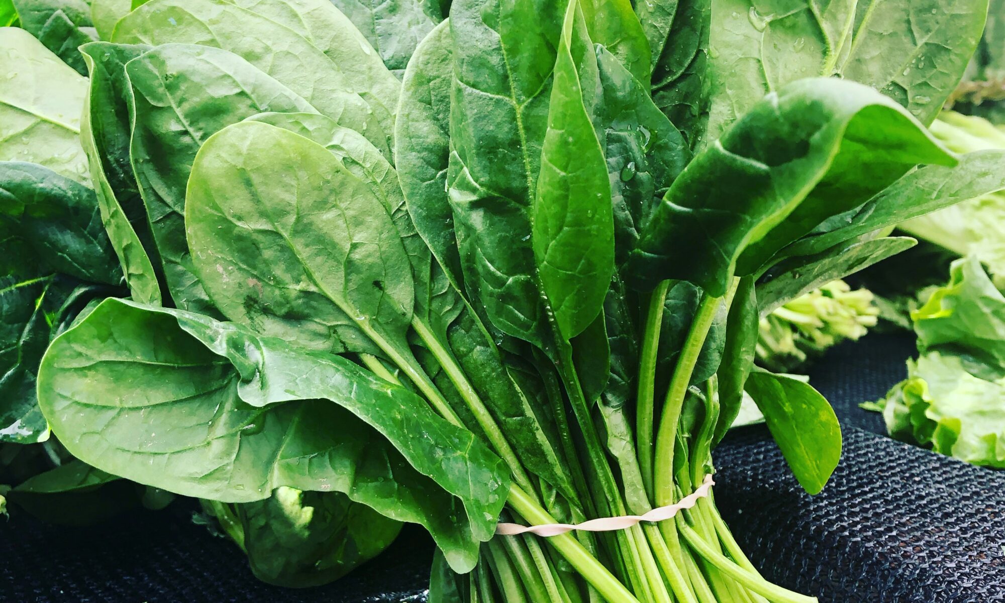 青々とした野菜のほうれん草の写真