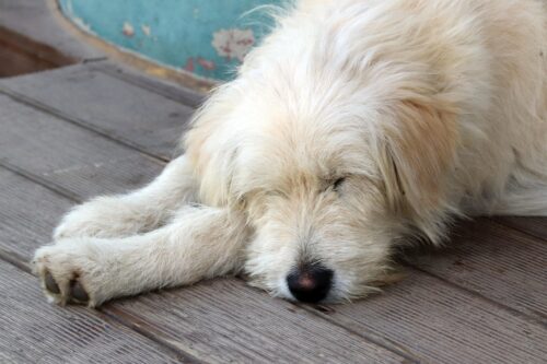 白い犬が床で寝ている写真