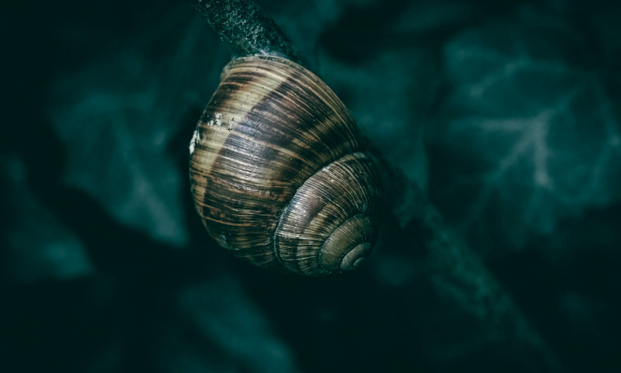 海深く沈んでいるような巻貝の写真