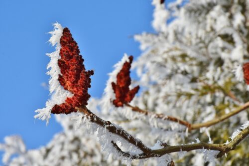 雪に覆われながらも開花する木