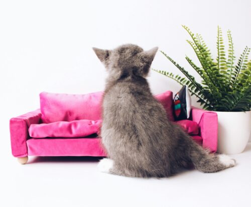 ピンク色の小さなソファと後ろ向きの子猫の画像