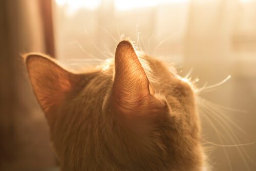 窓を見ているオレンジ色の孤独なぶち猫のイメージ画像
