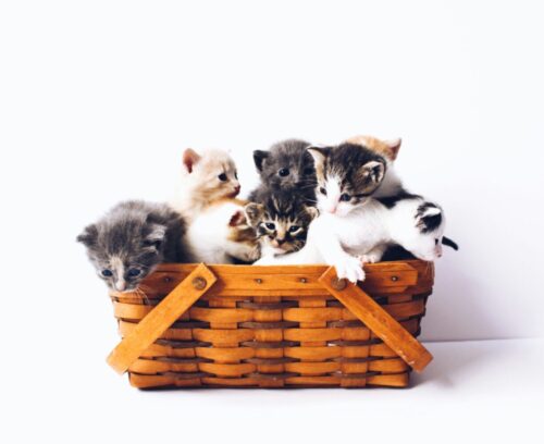 バスケットに入っている、たくさんの子猫たちのイメージ画像